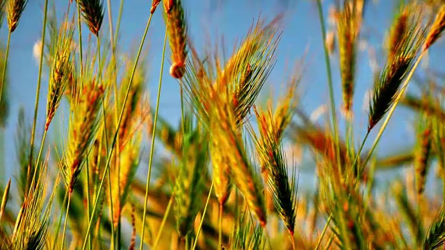 草地上的田野微距4k视频素材