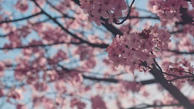 樱花树与蓝色的天空视频购买