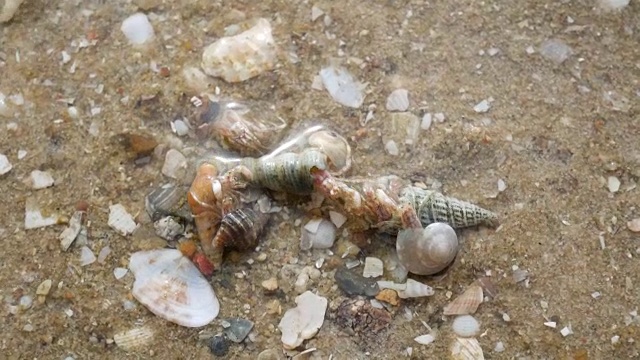 海滩上的寄居蟹视频素材