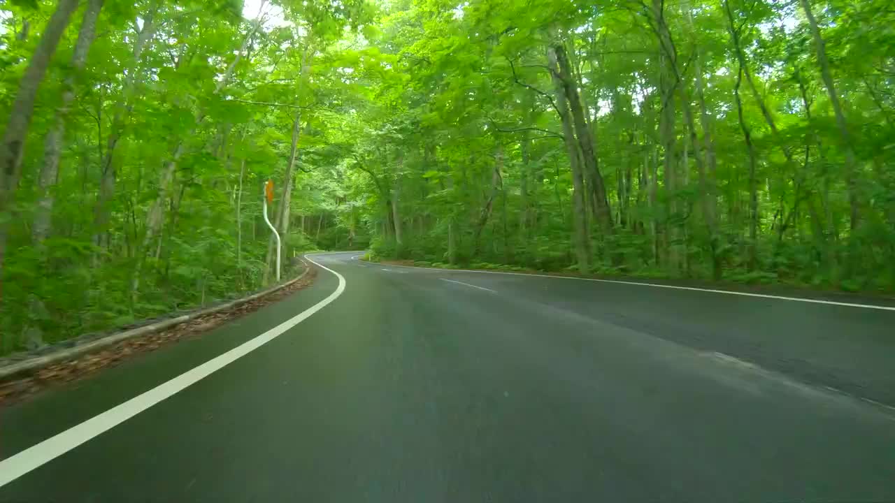 驾车穿过森林雨路视频素材