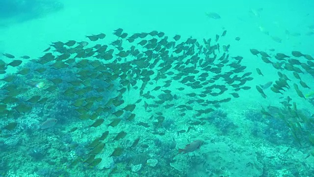 水下潜水和风景蓬塔杜奥罗/莫桑比克视频素材