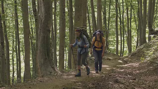 旅游者在暑假在森林里徒步旅行。登山和徒步旅行视频素材