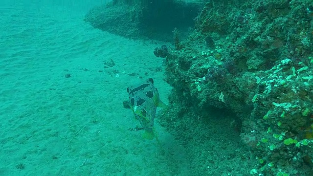 水下潜水和风景蓬塔杜奥罗/莫桑比克视频素材