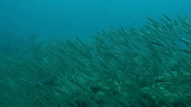 水下潜水和风景蓬塔杜奥罗/莫桑比克视频素材