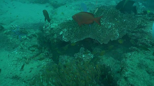 水下潜水和风景蓬塔杜奥罗/莫桑比克视频素材