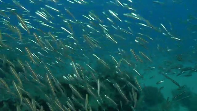 水下潜水和风景蓬塔杜奥罗/莫桑比克视频素材