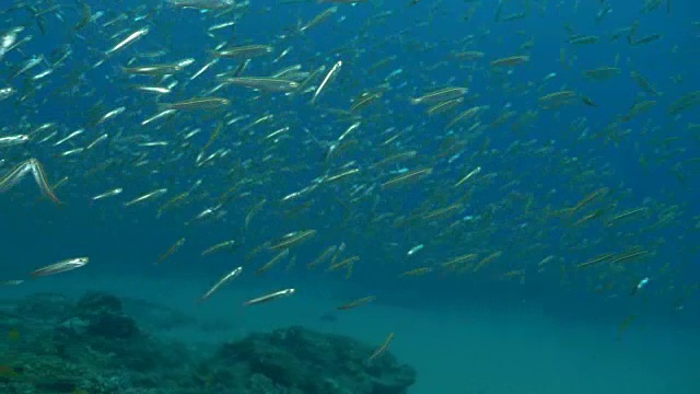 水下潜水和风景蓬塔杜奥罗/莫桑比克视频素材