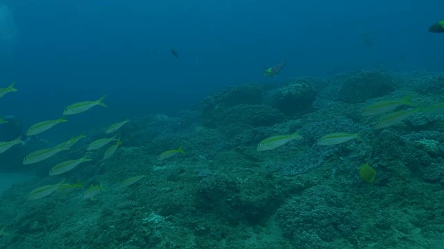 水下潜水和风景蓬塔杜奥罗/莫桑比克视频素材