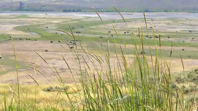 在黄石国家公园拉马尔山谷的草和野牛的浅景深野景拍摄视频素材