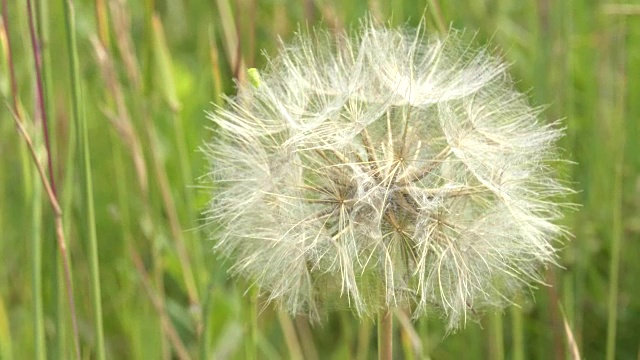 这是黄石公园里的一个salsify种子头的特写视频素材