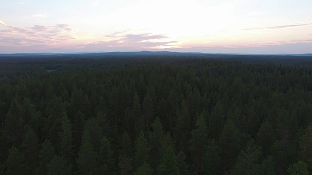 在夕阳下飞过松树林。航拍瑞典北部的风景视频素材