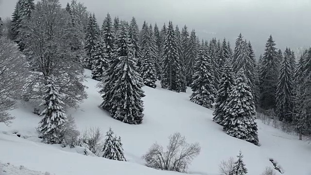 德国巴登-符腾堡州黑森林南黑森林费尔德堡山口积雪覆盖的森林视频素材