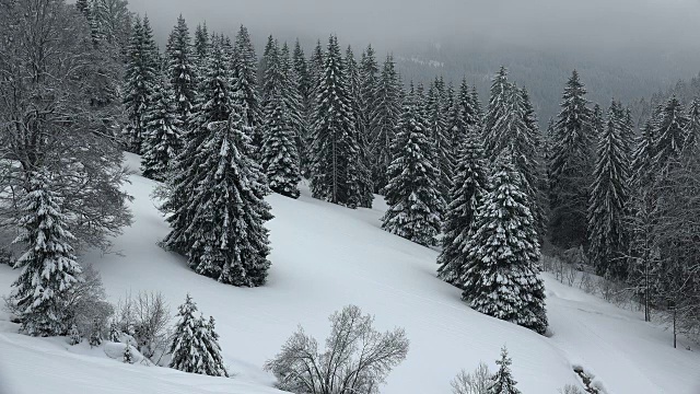 德国巴登-符腾堡州黑森林南黑森林费尔德堡山口积雪覆盖的森林视频素材