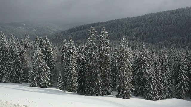 德国巴登-符腾堡州黑森林南黑森林费尔德堡山口积雪覆盖的森林视频素材