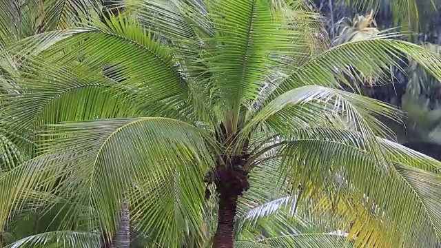 热带的风和雨落在泰国绿色的棕榈树叶上视频素材