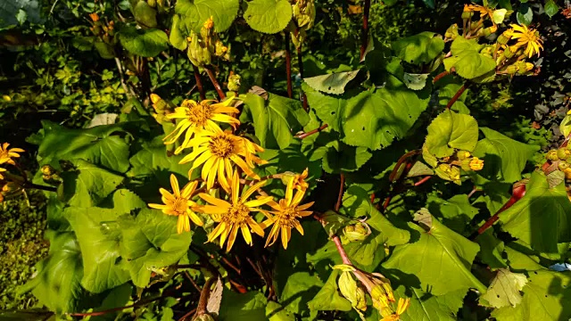 蝴蝶从松果花上采集花粉视频下载