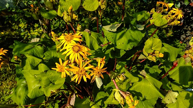 蝴蝶从松果花上采集花粉视频下载