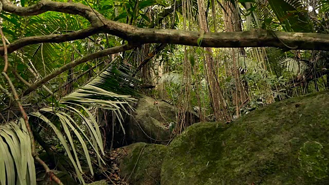 丛林景观。异国情调的亚洲森林。苔藓藤本植物悬挂在雨林的树冠上。绿色的自然环境视频素材