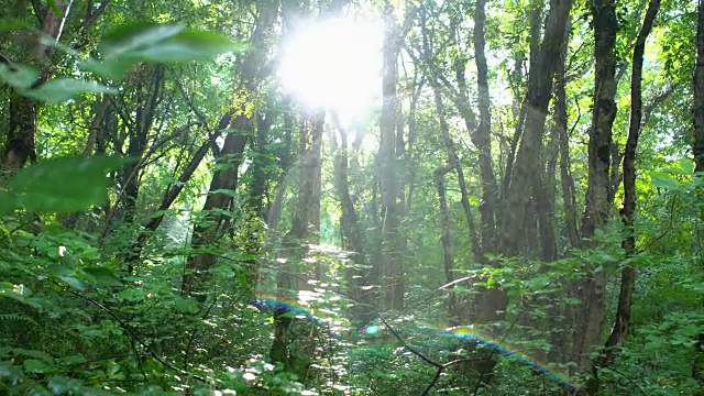 阳光与树木。移动相机在野生绿色森林或公园与镜头光晕视频素材