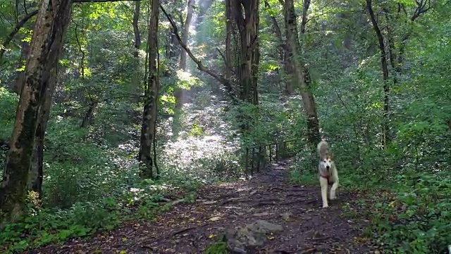 绿色的林间空地上有跑步的狗视频素材