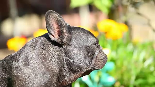 黑色法国斗牛犬花园视频素材