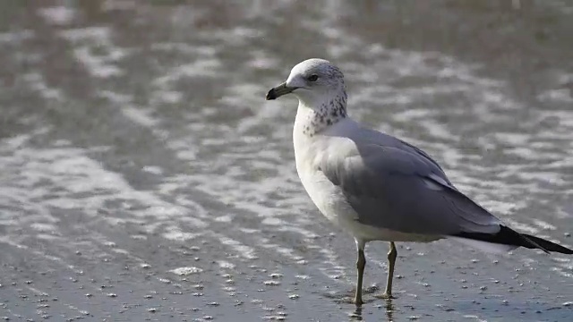 海鸥在海滩视频素材