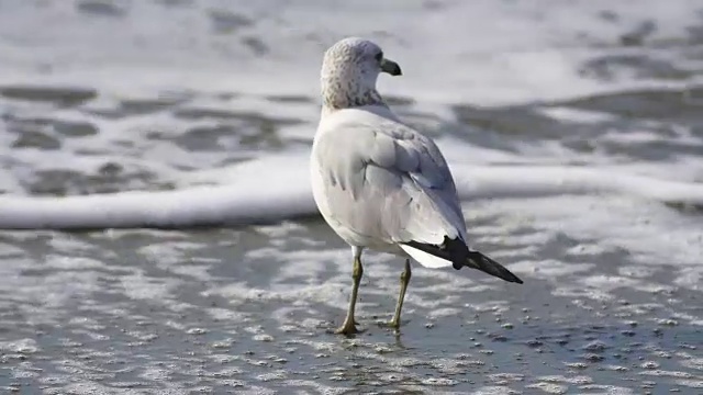 海鸥在海滩视频素材