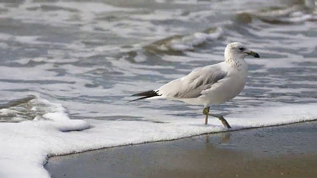 海鸥在海滩视频素材