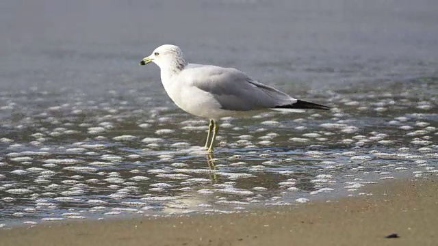 海鸥在海滩视频素材