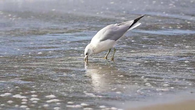 海鸥在海滩视频素材