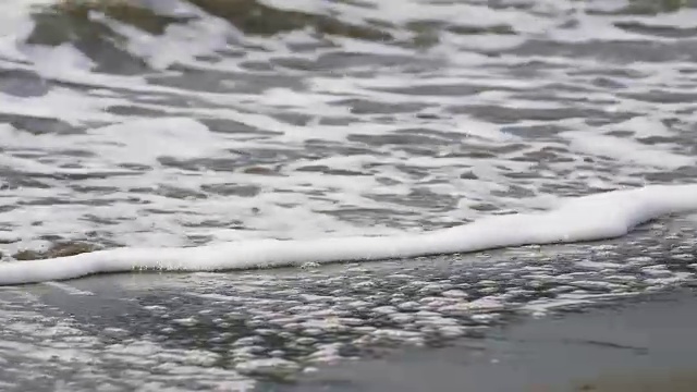 海鸥在海滩视频素材