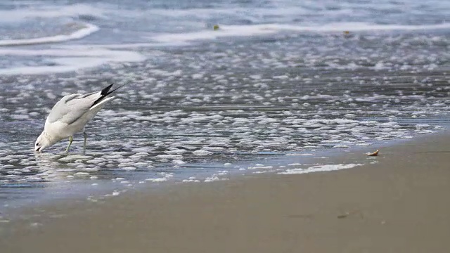 海鸥在海滩视频素材