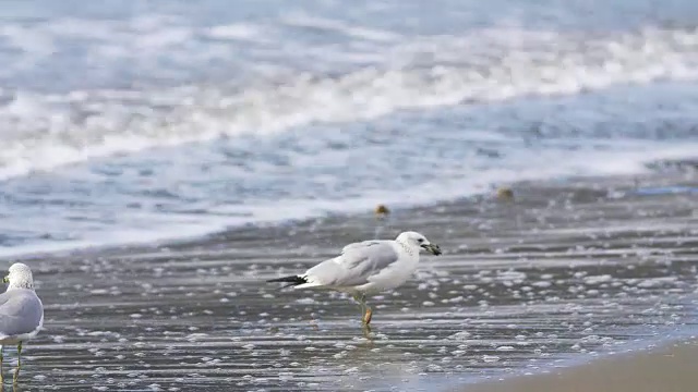 海鸥在海滩视频素材