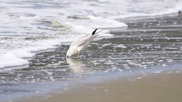 海鸥在海滩视频素材