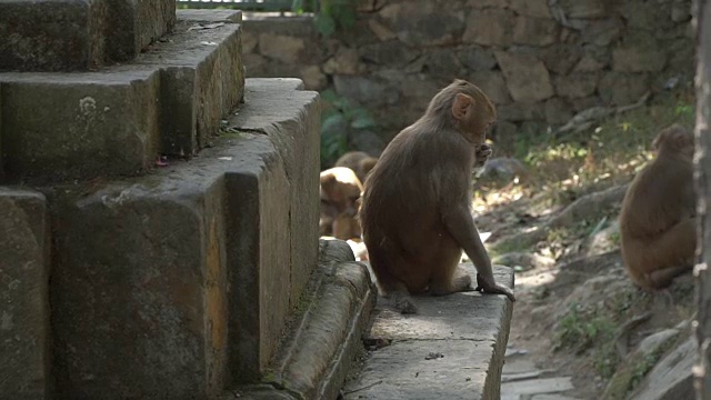 雌猴与幼崽视频素材