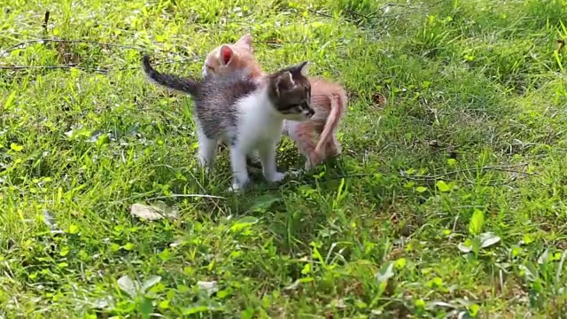 可爱的小猫在花园里玩耍视频素材