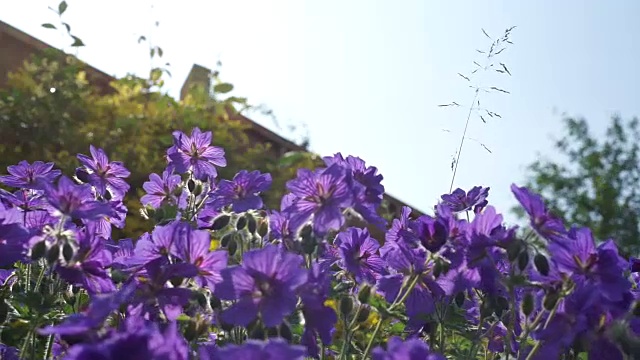 风中的紫花视频下载