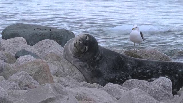 海岸上的威德尔海豹视频素材