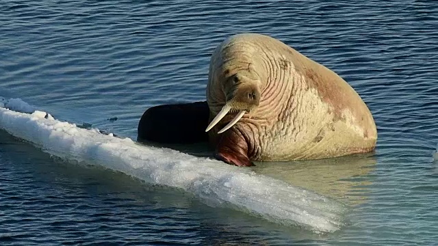 海象在冰上流动视频下载