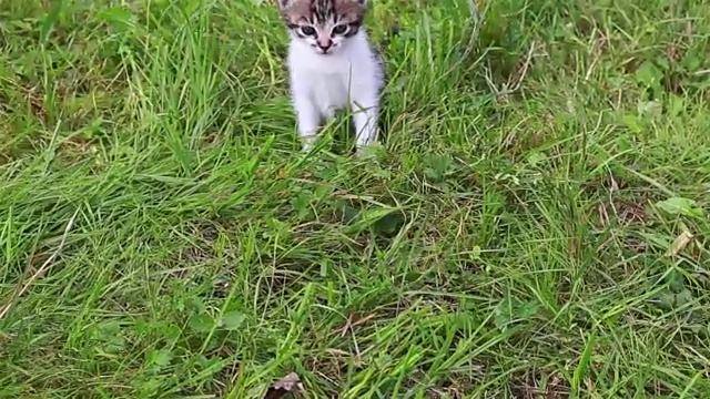 可爱的小猫在花园里玩耍视频素材