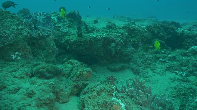 水下潜水和风景蓬塔杜奥罗/莫桑比克视频素材