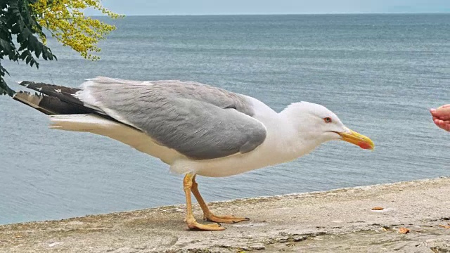 海鸥在海滩上散步，背景是天然的蓝色海水。视频素材