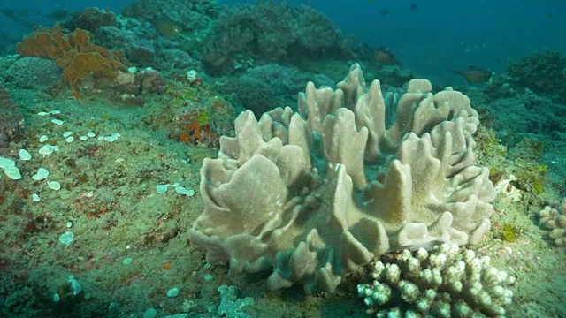 水下潜水和风景蓬塔杜奥罗/莫桑比克视频素材