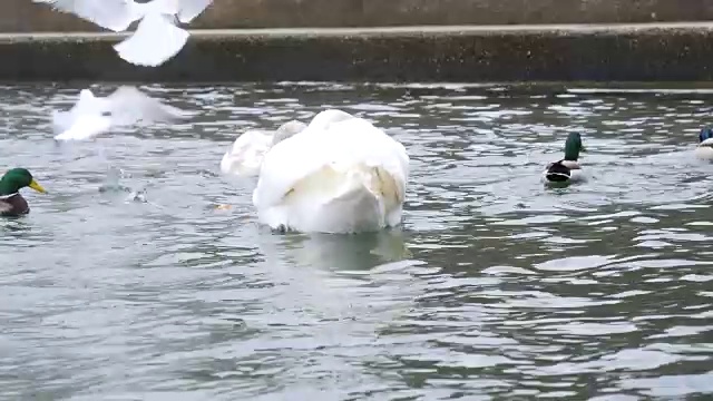 海鸟、天鹅和鸭子在水上视频素材