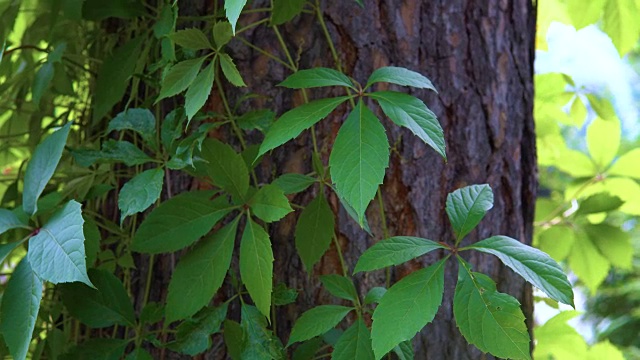 维吉尼亚攀缘植物的藤蔓。视频素材