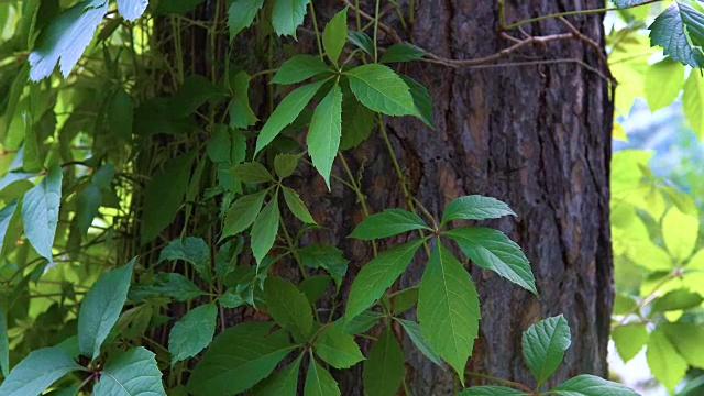 维吉尼亚攀缘植物的藤蔓。视频素材