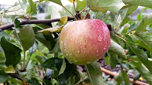 苹果长在树上视频素材