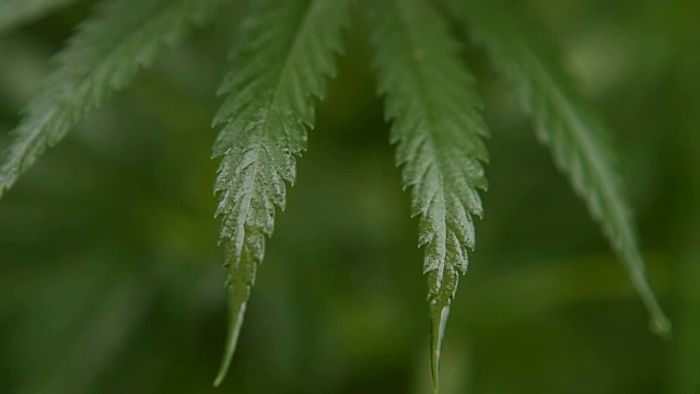 小麻和野麻的叶子在雨天随风摇摆视频素材