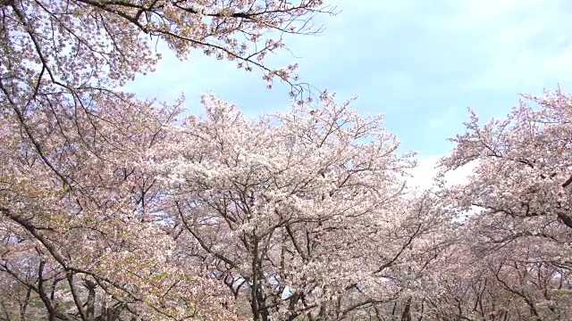 美丽的樱花，樱花盛开，春天视频购买