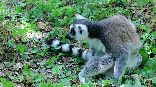 坐在大自然中的环尾狐猴视频素材